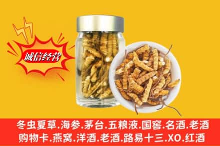 中山板芙镇名酒回收散虫草.jpg
